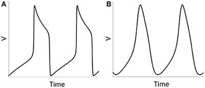 Potential Mechanisms and Functions of Intermittent Neural Synchronization